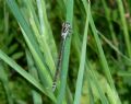 Coenagrion mercuriale castellani